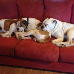 Meet your Posher, Ray